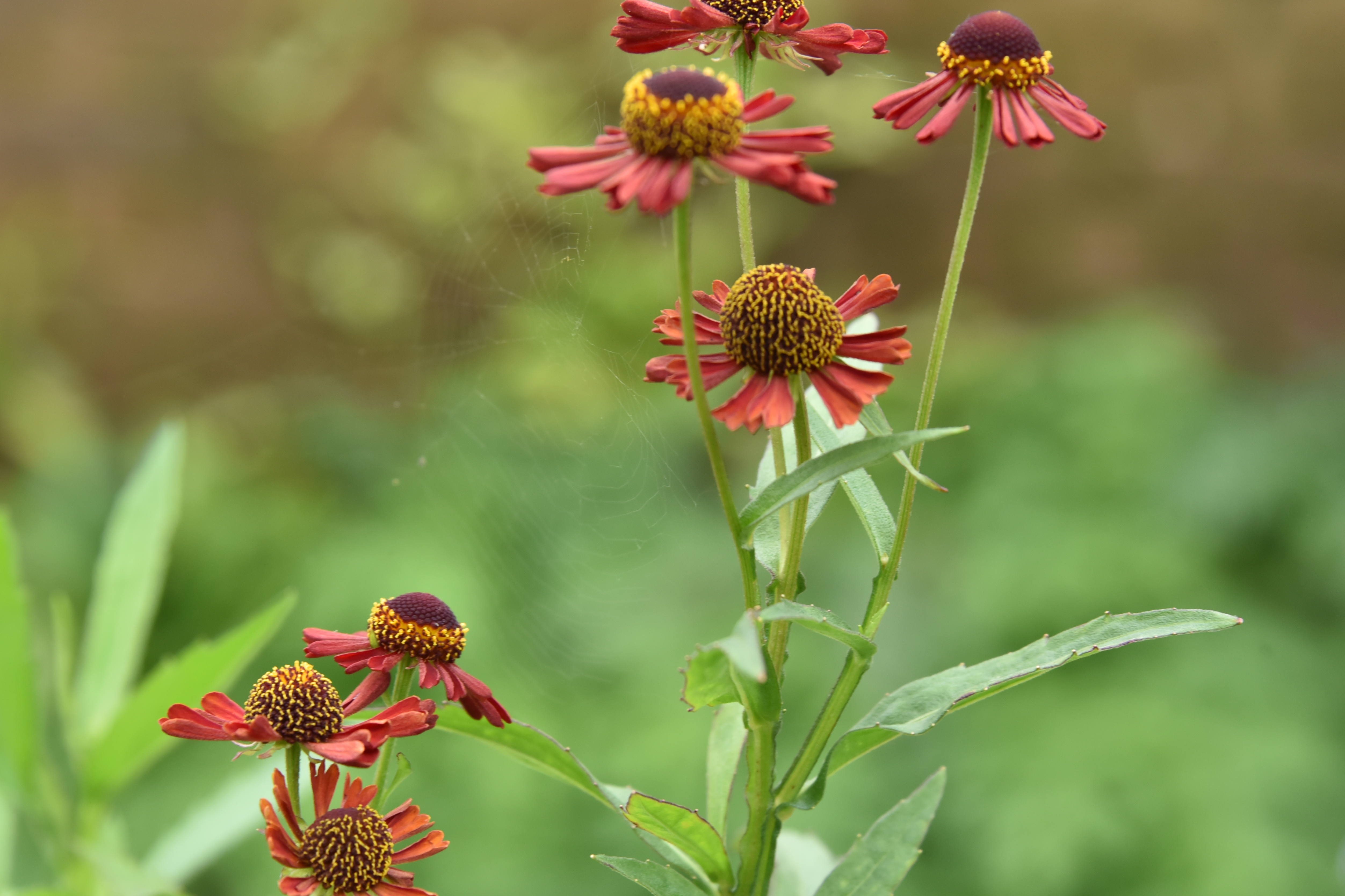 Helenium 'Ruby Tuesday'Zonnekruid bestellen